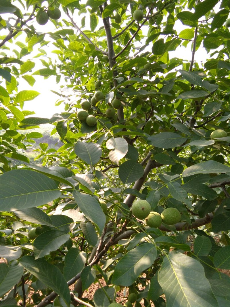 香玲青皮鲜核桃