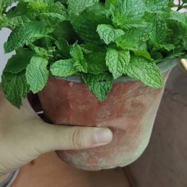 留兰香薄荷盆栽薄荷鲜叶