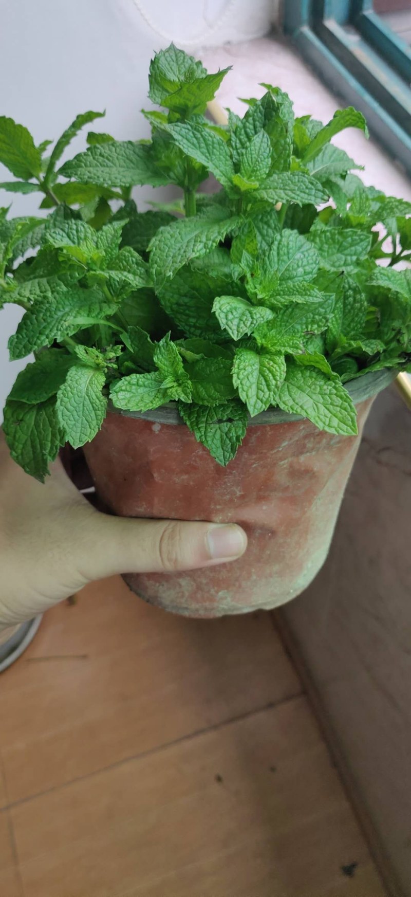 留兰香薄荷盆栽薄荷鲜叶