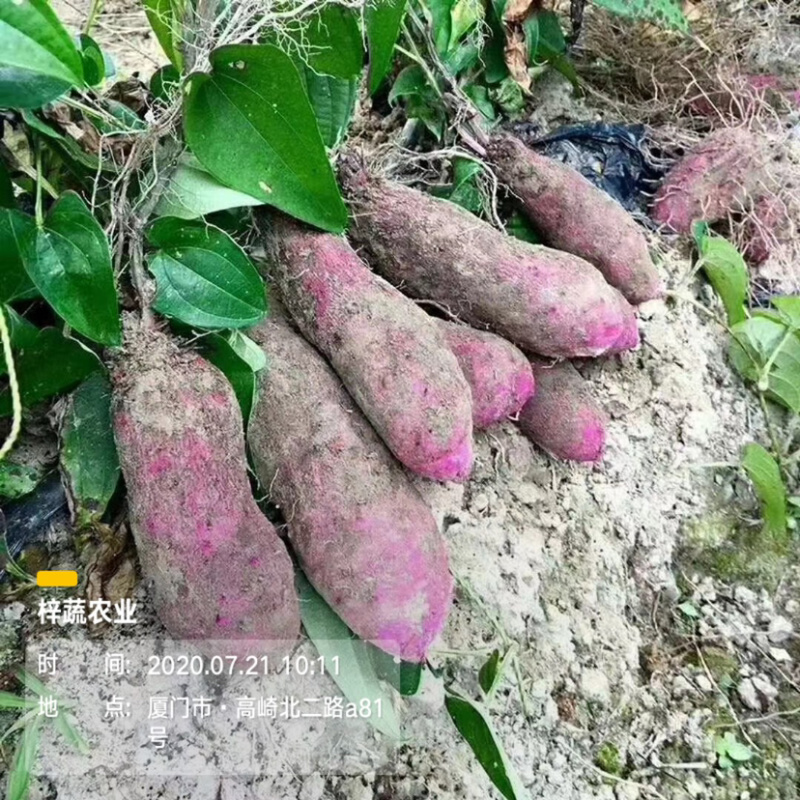 2020年大量紫山药，上市了，规格你来确定
