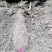 2020年大量紫山药，上市了，规格你来确定