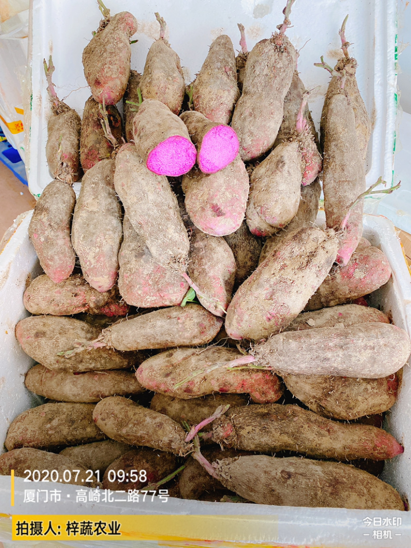 2020年大量紫山药，上市了，规格你来确定