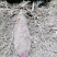 2020年大量紫山药，上市了，规格你来确定