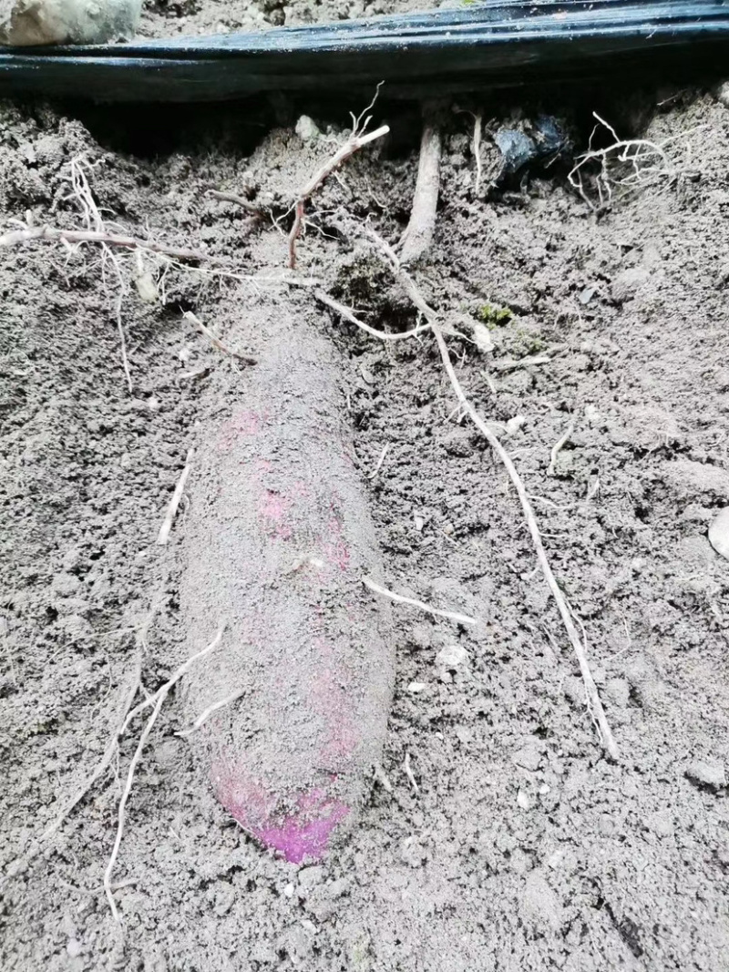 2020年大量紫山药，上市了，规格你来确定