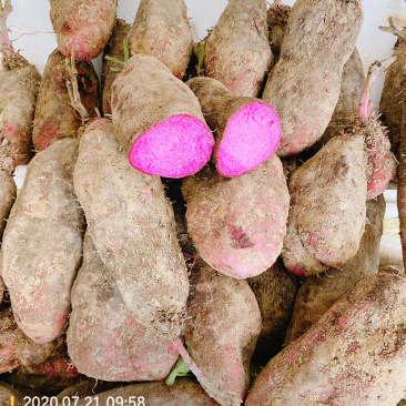 2020年大量紫山药，上市了，规格你来确定
