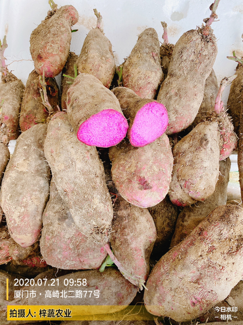2020年大量紫山药，上市了，规格你来确定