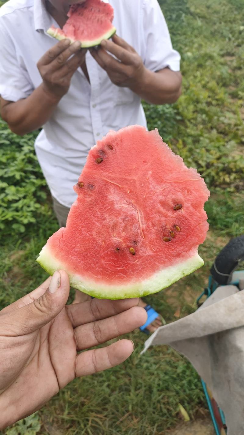 山东平度市山地西瓜，保熟保甜有要的客户联系我