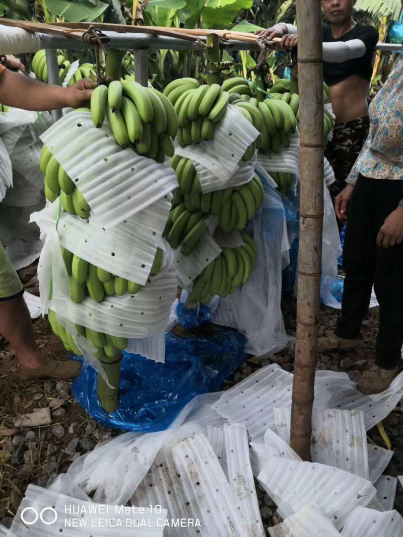 湛江抹花货遂溪硇洲岛需要欢迎来咨询