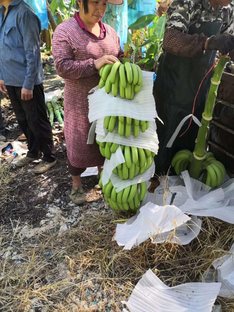 湛江抹花货遂溪硇洲岛需要欢迎来咨询