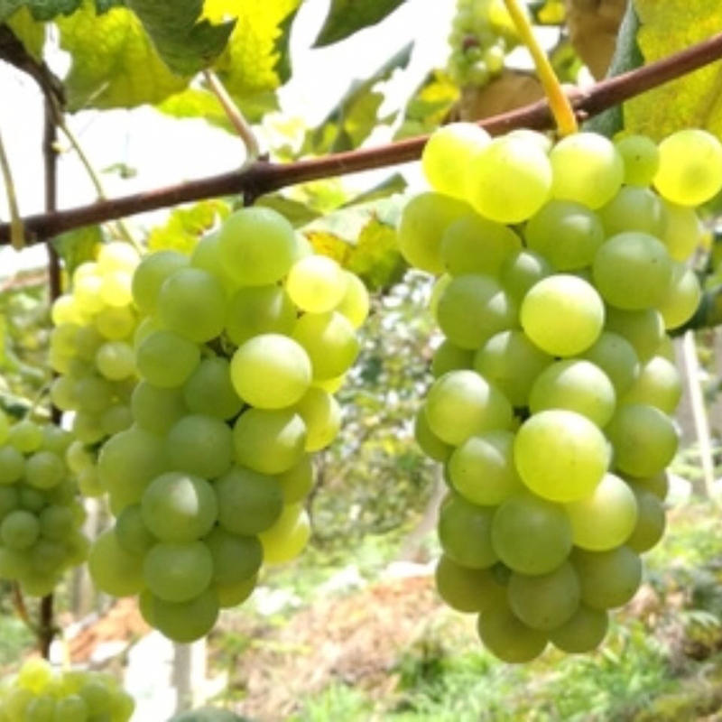 精品“白葡萄”产地直供，产地价格供应超市