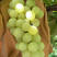 精品“白葡萄”产地直供，产地价格供应超市