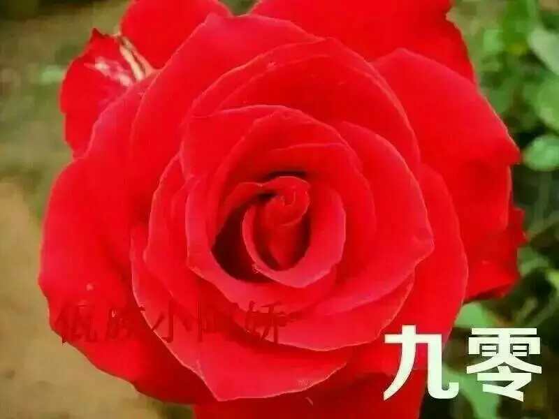 红色大花月季小苗长年基地直销