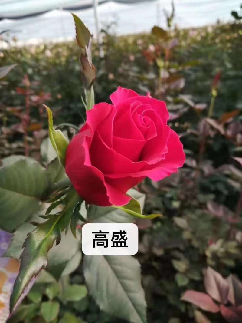 红色大花月季小苗长年基地直销