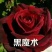 红色大花月季小苗长年基地直销
