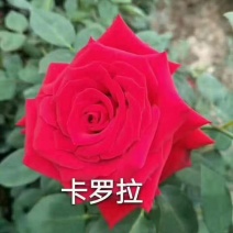 红色大花月季小苗长年基地直销
