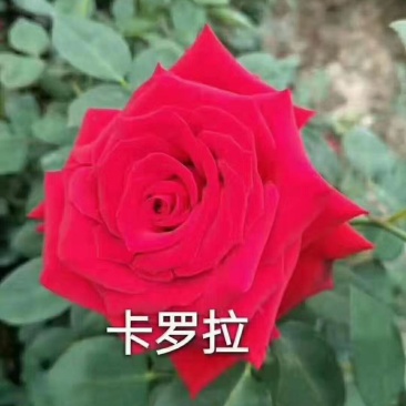 红色大花月季小苗长年基地直销