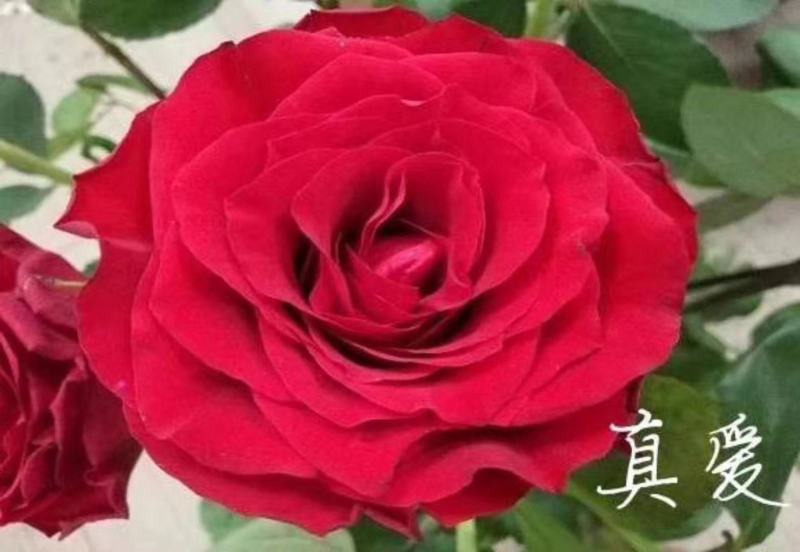 红色大花月季小苗长年基地直销