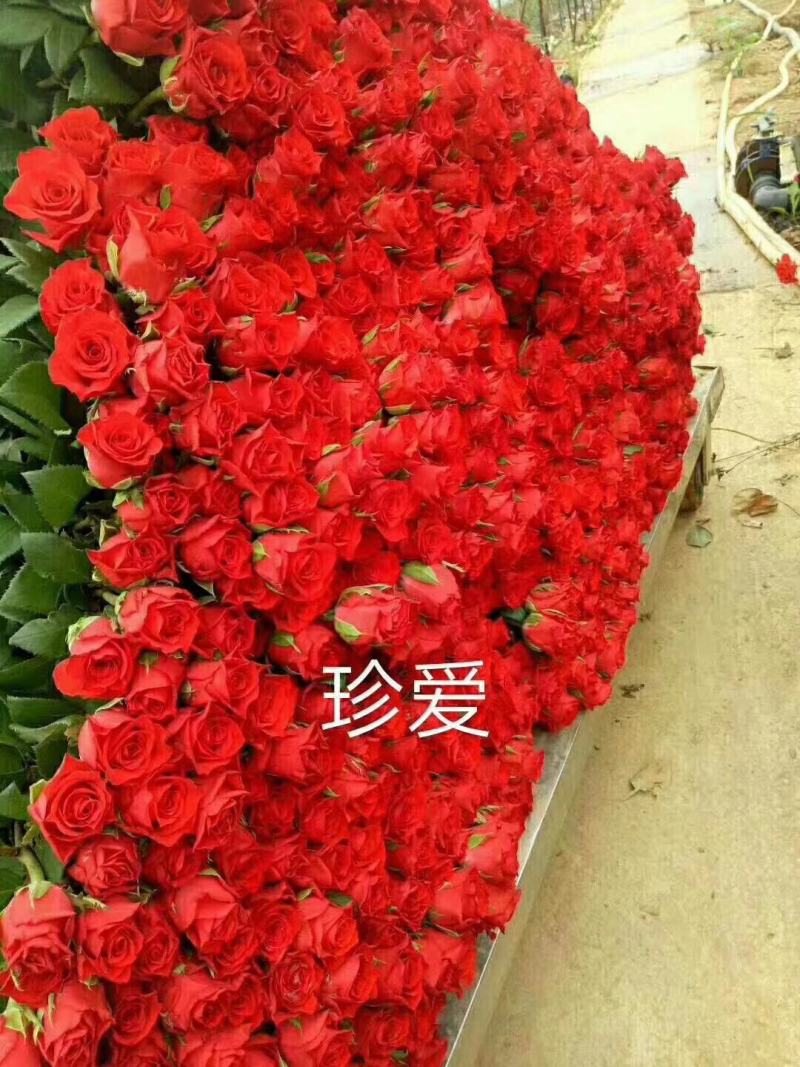 红色大花月季小苗长年基地直销