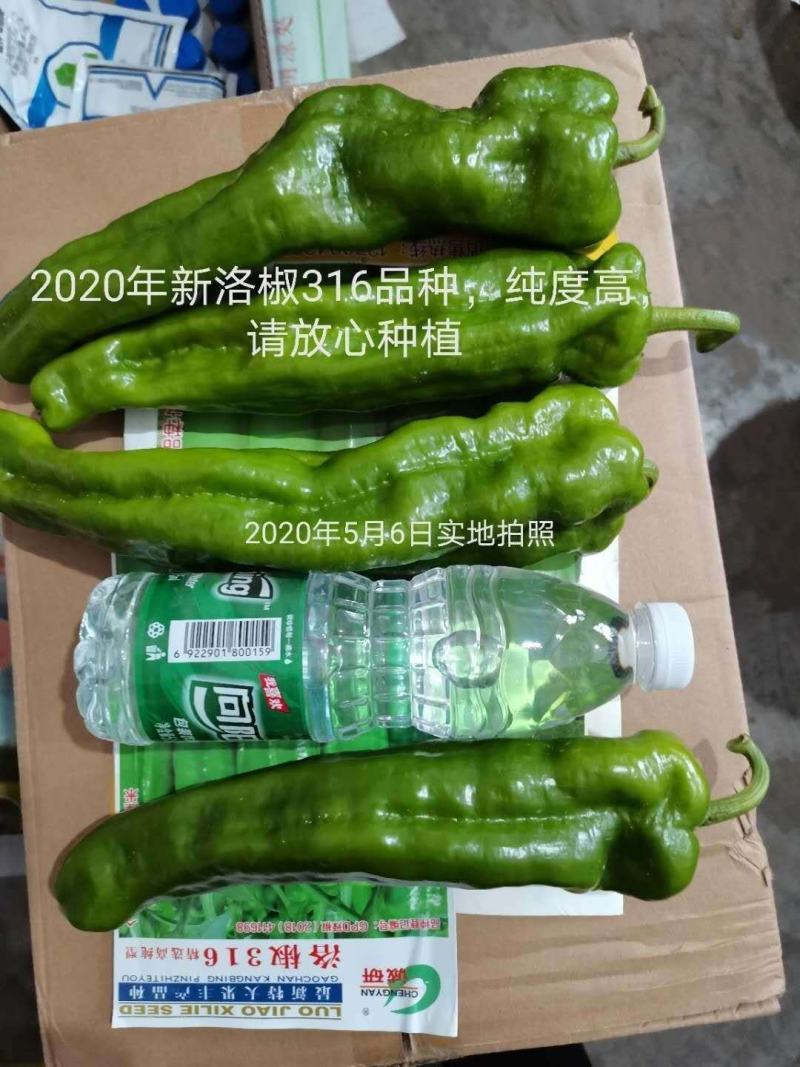 青椒苗301辣椒苗羊角椒苗，黄皮尖叶苗牛角椒苗泡椒苗