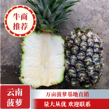 金钻十七号凤梨无眼凤梨菠萝香甜可口基地直销