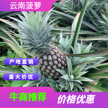 金钻十七号凤梨菠萝无眼菠萝产地直销量大从优