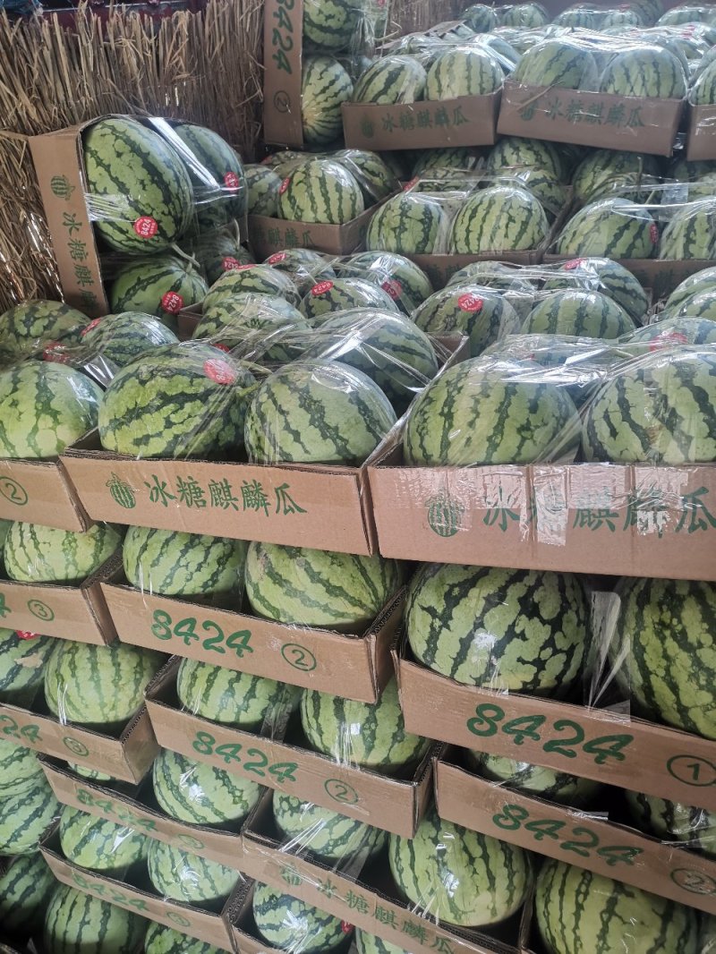 主产8424美都黑美人黑无籽
