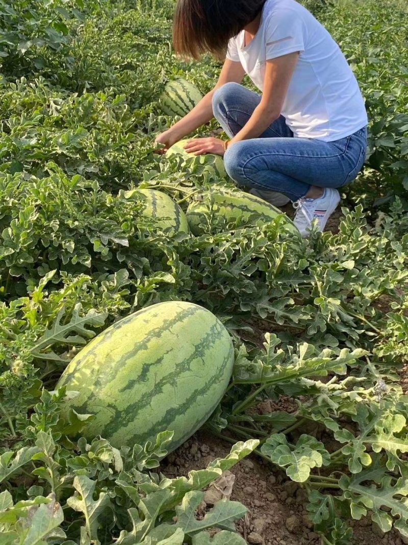 主产8424美都黑美人黑无籽