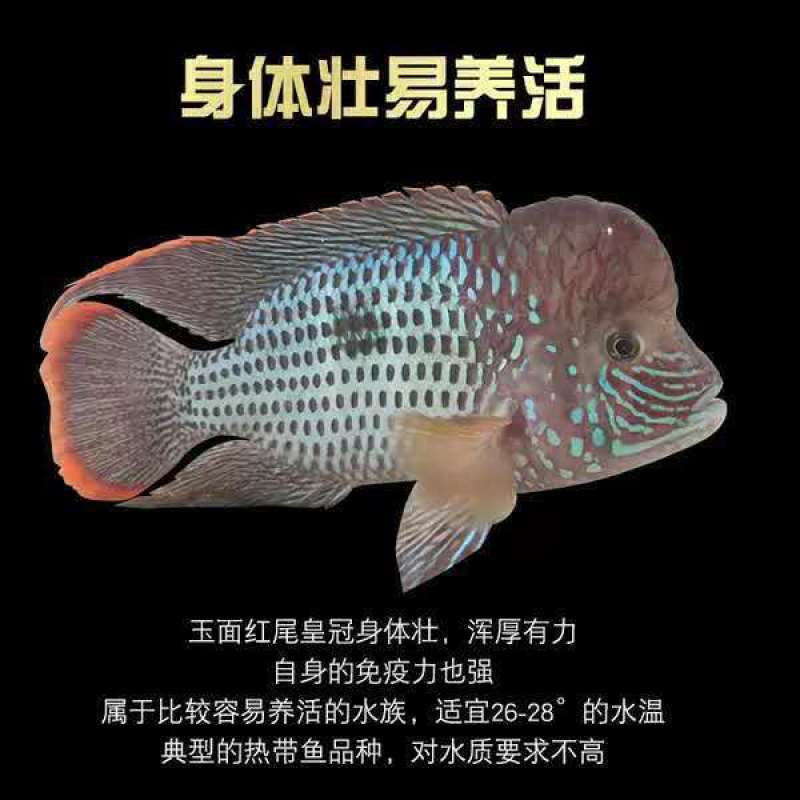 玉面皇冠发财鱼财神鱼黑白地图活体红宝石热带鱼好养卵生观赏