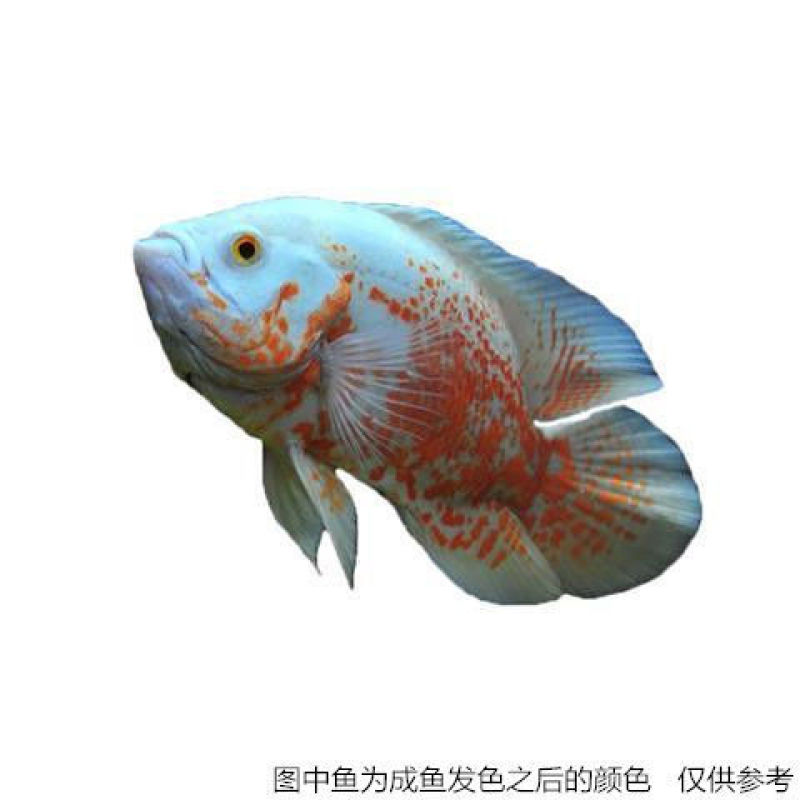 玉面皇冠发财鱼财神鱼黑白地图活体红宝石热带鱼好养卵生观赏