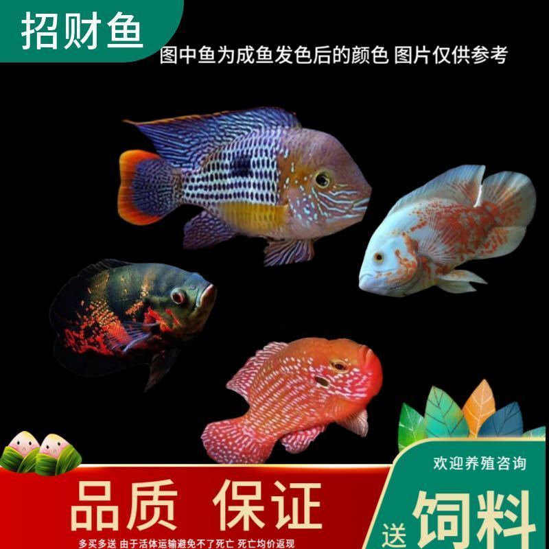 玉面皇冠发财鱼财神鱼黑白地图活体红宝石热带鱼好养卵生观赏