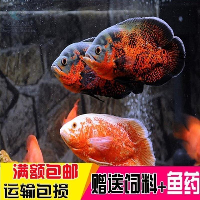 玉面皇冠发财鱼财神鱼黑白地图活体红宝石热带鱼好养卵生观赏