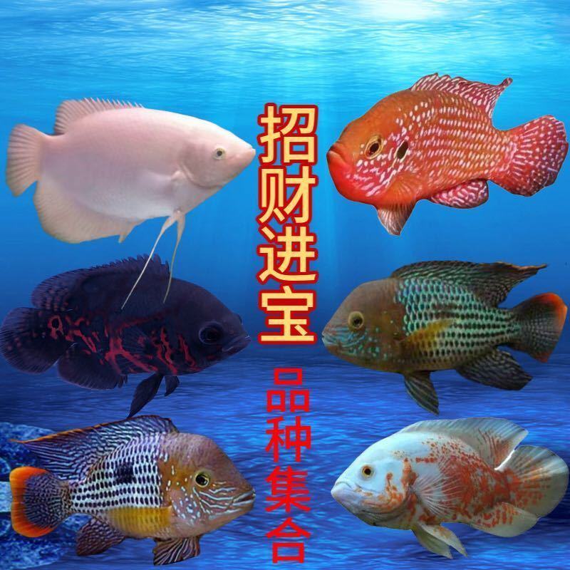 玉面皇冠发财鱼财神鱼黑白地图活体红宝石热带鱼好养卵生观赏