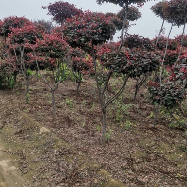 基地供应，造型红叶李树，优质造型红叶杢树，绿化苗木