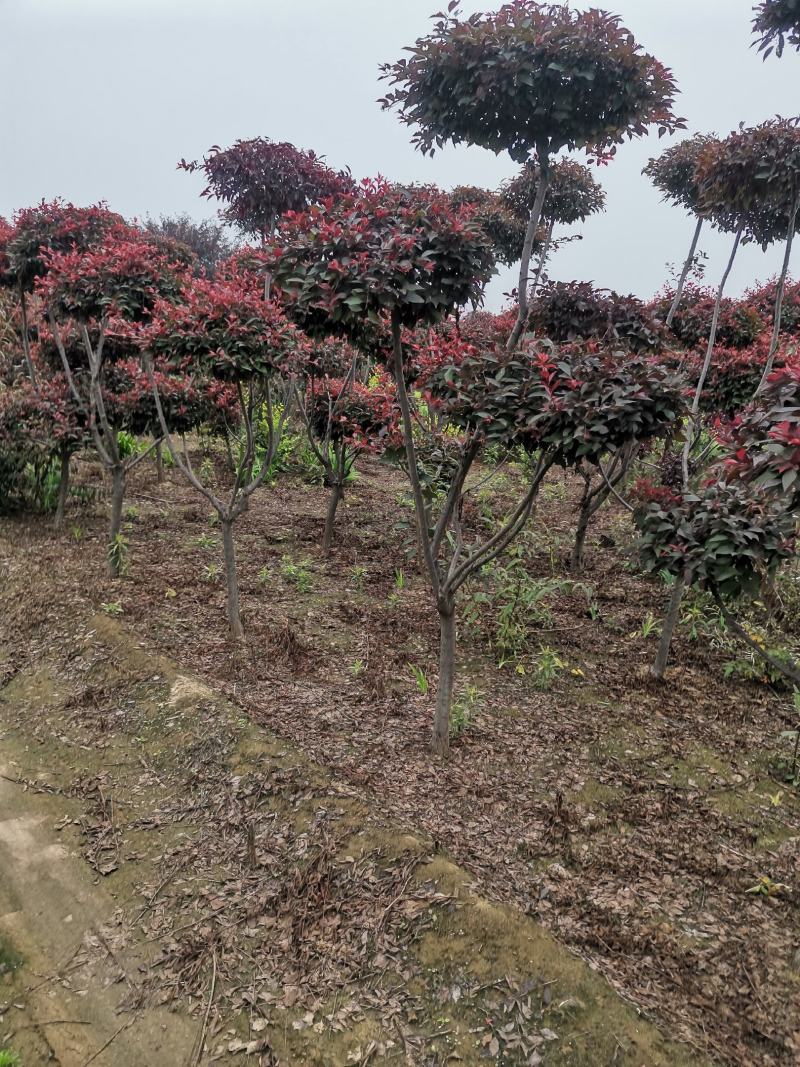 基地供应，造型红叶李树，优质造型红叶杢树，绿化苗木