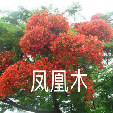 凤凰木树苗红花楹树苗袋苗杯苗小苗金凤树苗