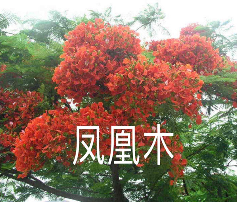 凤凰木树苗红花楹树苗袋苗杯苗小苗金凤树苗