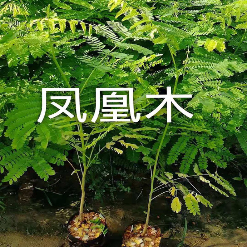 凤凰木树苗红花楹树苗袋苗杯苗小苗金凤树苗