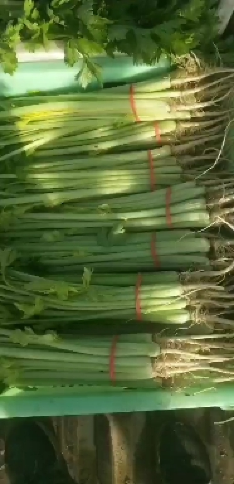 定西高原芹菜大量的市