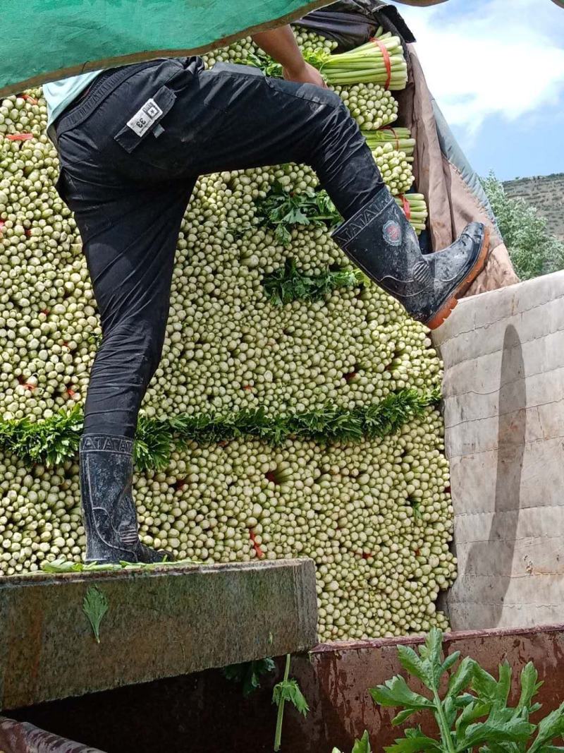 定西高原芹菜大量的市