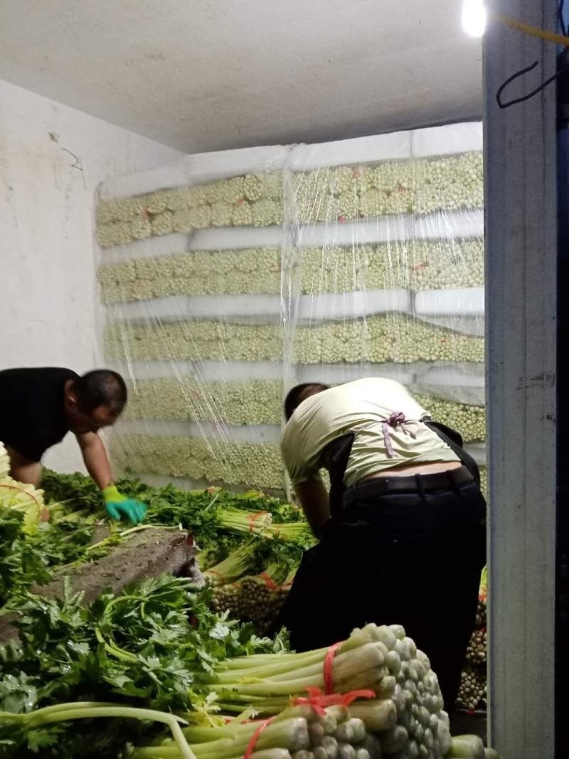 定西高原芹菜大量的市