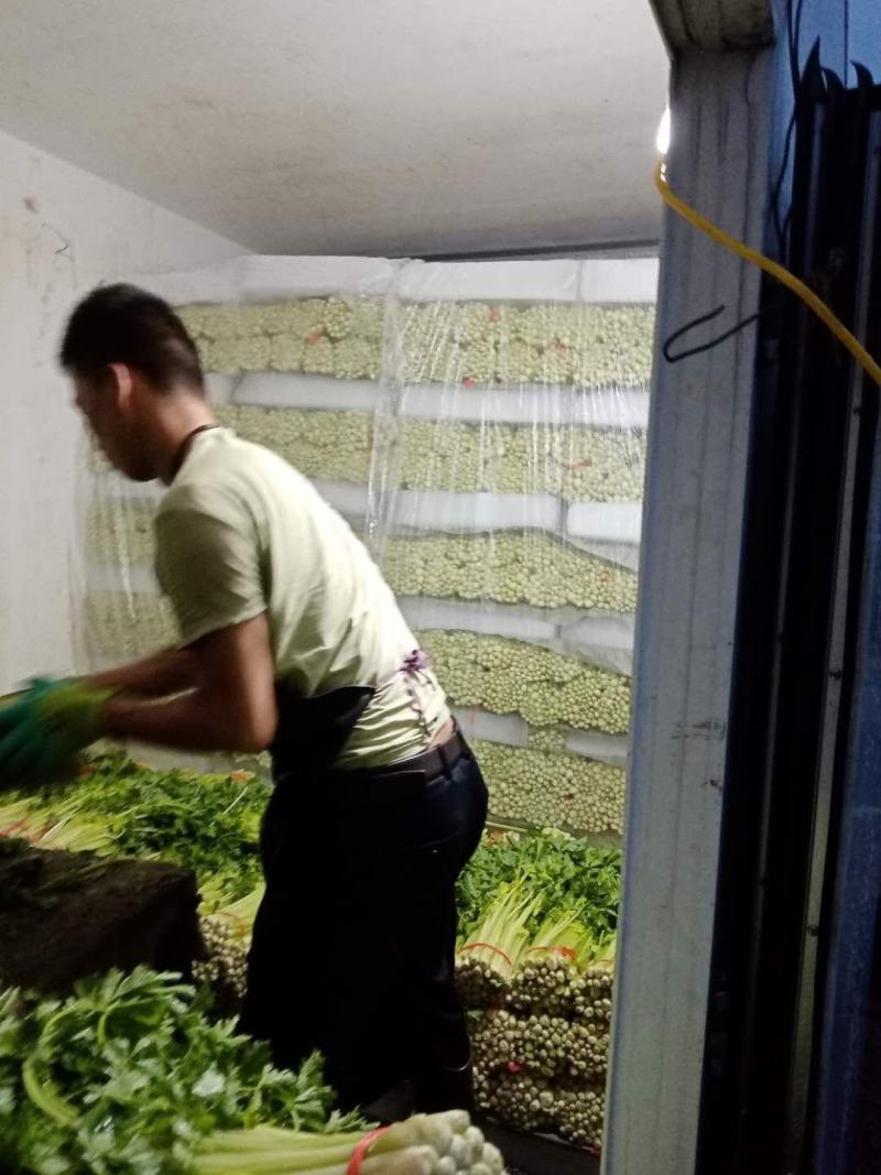 定西高原芹菜大量的市