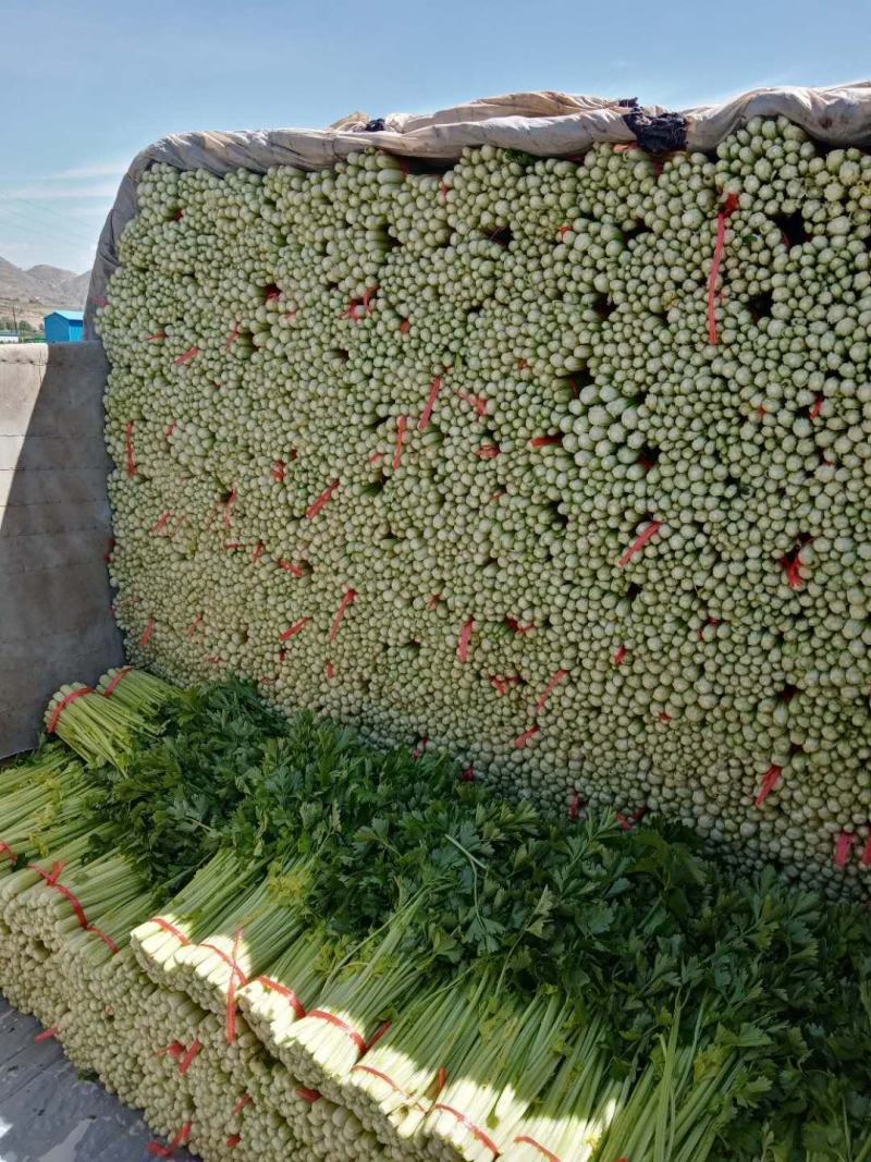 定西高原芹菜大量的市