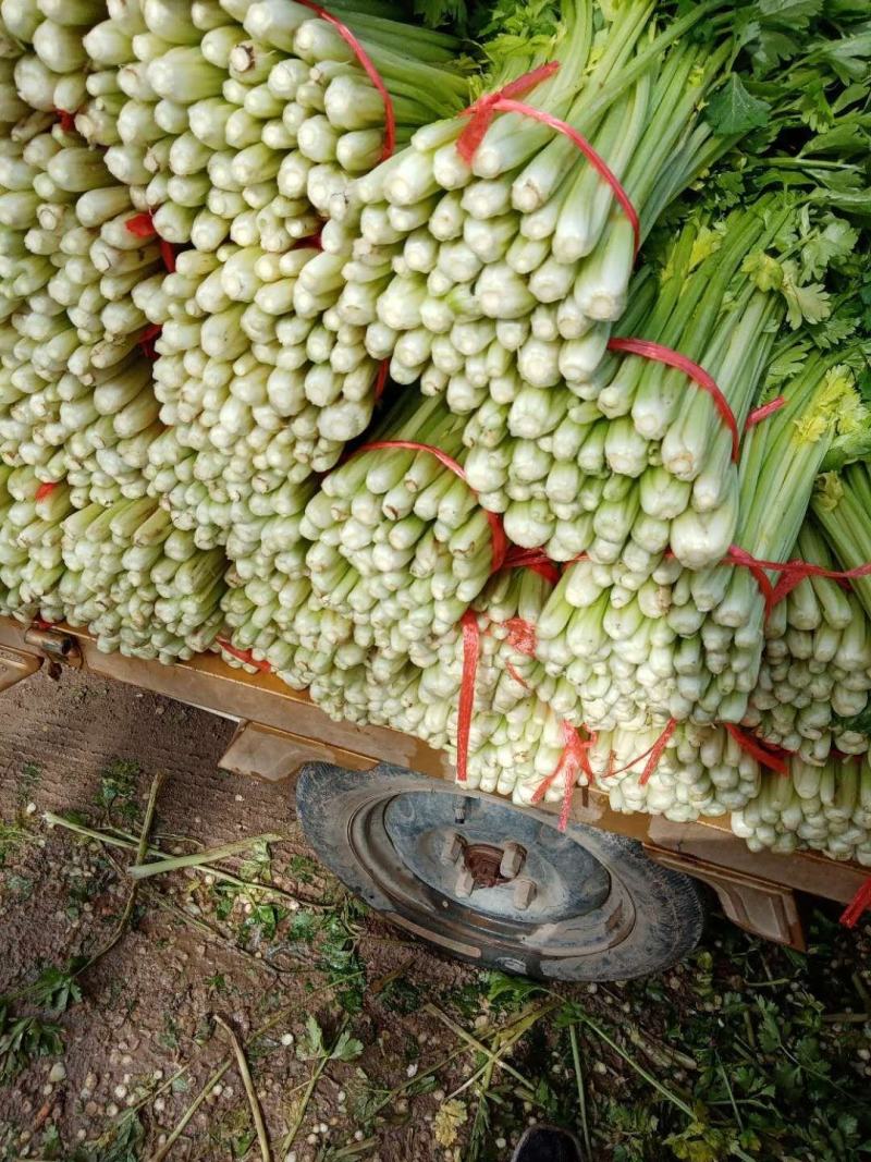 定西高原芹菜大量的市