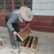 农家蜂蜜（槐花蜜，枣花蜜，百花蜜）