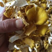 软脚鸡油菌黄金菇榆黄蘑烘干货，气味香浓，口感好。