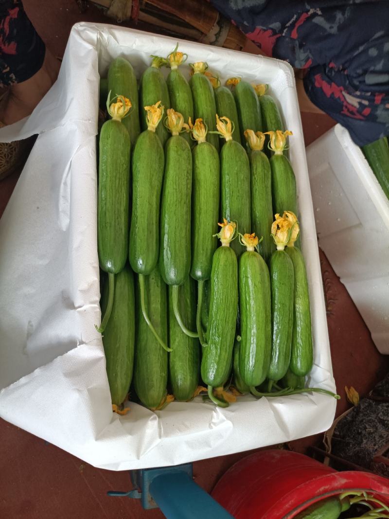 黄瓜水果小黄瓜精品黄瓜新鲜现订现摘
