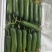 黄瓜水果小黄瓜精品黄瓜新鲜现订现摘