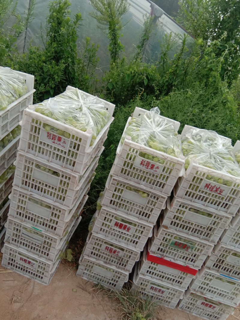 邢台威县巨峰葡萄马上上市了，口感甜，串儿大，粒大，果粉厚