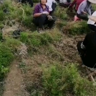 改良型高产中药材天冬种苗