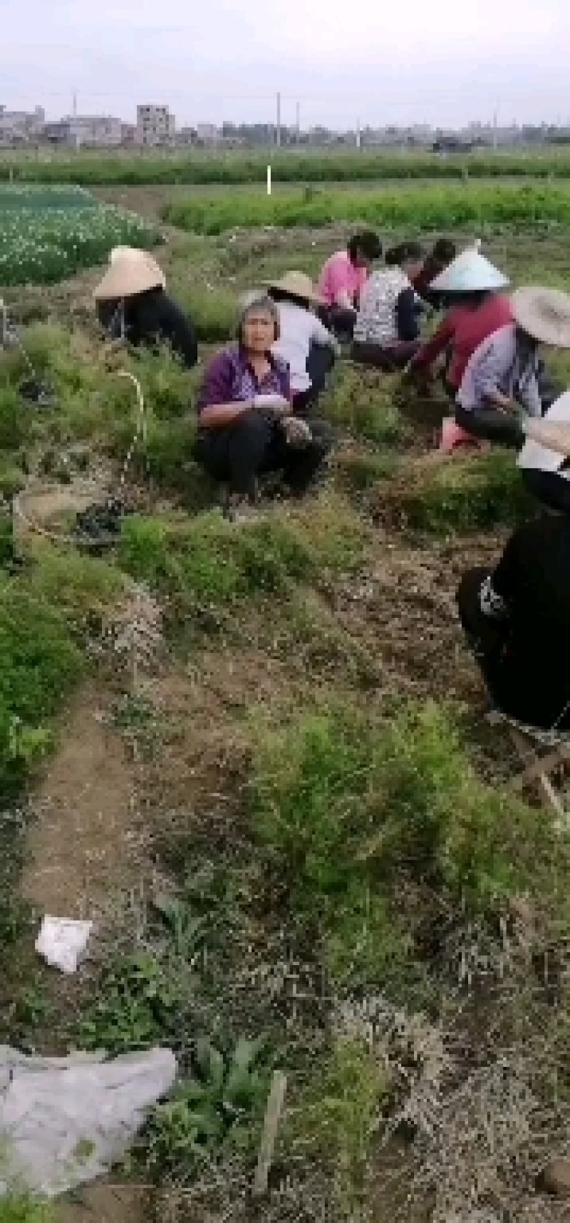 改良型高产中药材天冬种苗